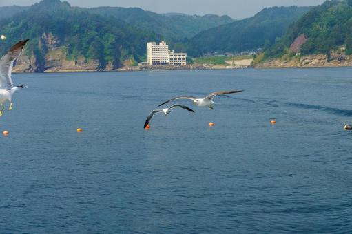 海面を飛ぶカモメの群れ 海面を飛ぶカモメの群れ 海,鳥,自然の写真素材
