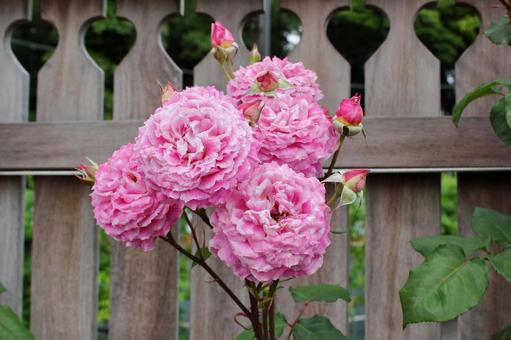ピンクの薔薇とフェンス ピンクの薔薇とフェンス バラ,庭,赤の写真素材