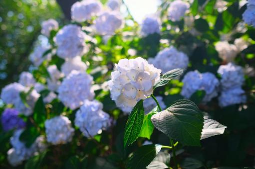 梅雨晴れの紫陽花 梅雨晴れの紫陽花の写真