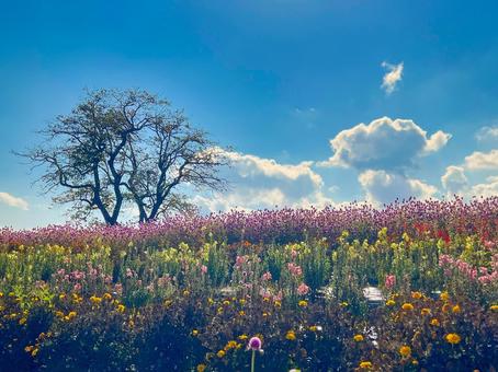 お花畑と青空 お花畑と青空 花畑,自然,花の写真素材