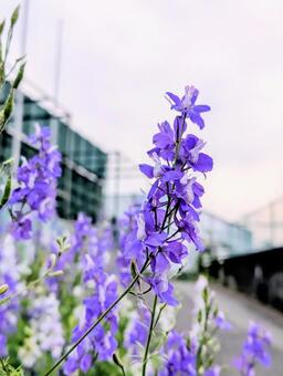 曇り空に咲くヒエンソウ 花,ヒエンソウ,デルフィニウムの写真素材