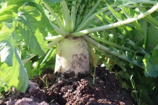 畑の大根（収穫直前） 大根,畑,ダイコンの写真素材