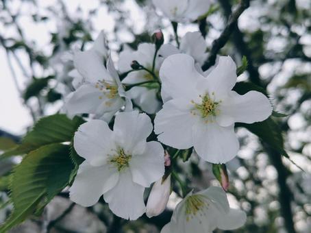 桜 桜 花,小さく,かわいいの写真素材