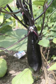 ナスビ木なり ナスビ木なりの写真