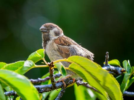 枝にとまるスズメ 枝にとまるスズメ スズメ,雀,鳥の写真素材