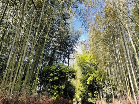 京都嵐山の竹林2 京都嵐山の竹林2 京都,京都府,竹の写真素材