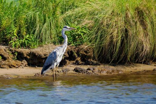 Grey Heron ⒁, JPG