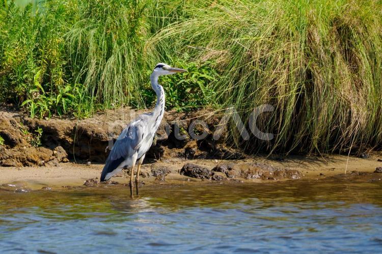 アオサギ⒁ 鳥,野鳥,アオサギの写真素材