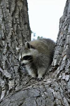 アライグマ アライグマ 生き物,動物,野生動物の写真素材