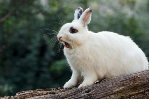 ペットのうさぎ うさぎ,ペット,干支の写真素材