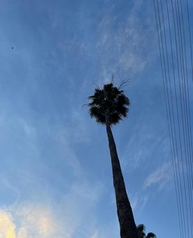 Photo, palm tree, blue sky, sky, 