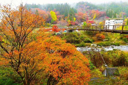 美しい大井平公園の紅葉風景 美しい大井平公園の紅葉風景 色鮮やか,大井平公園,紅葉の写真素材
