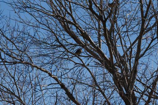 木陰で羽を休めるムクドリ ムクドリ,野鳥,鳥の写真素材
