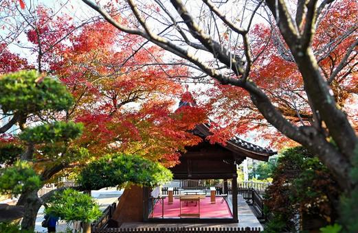 神戸 北野天満神社の紅葉 神戸,北野,北野天満神社の写真素材