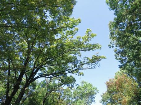 木の隙間の空の写真
