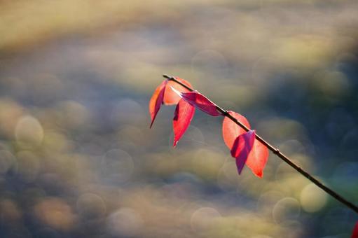 夕日に輝く紅葉と美しい玉ボケ 秋,晩秋,紅葉の写真素材