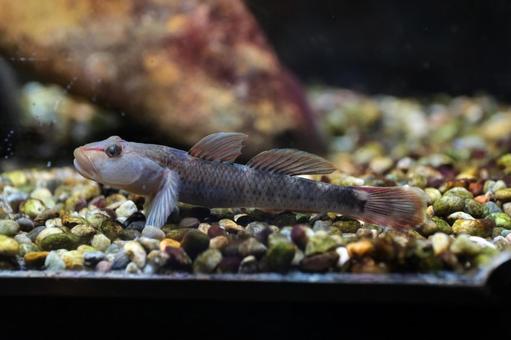 カワヨシノボリ カワヨシノボリ カワヨシノボリ,淡水魚,川魚の写真素材