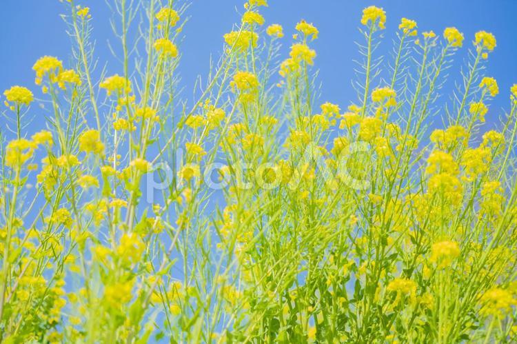 菜の花と青空 菜の花,花,春の写真素材