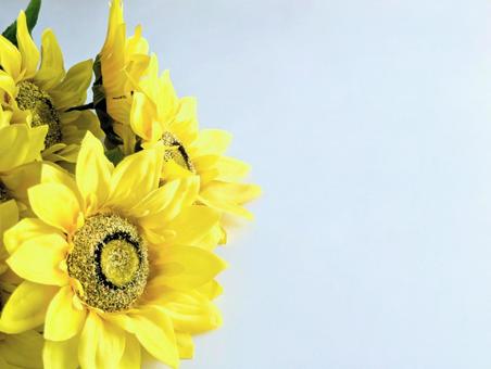 Photo, sunflower, yellow series, flour, 
