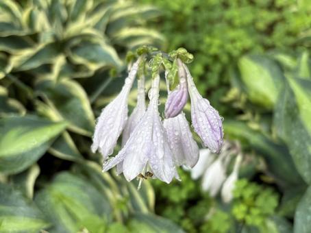 雨の日のギボウシ 雨の日のギボウシの写真