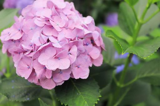 ピンクのアジサイの花のアップ ピンクのアジサイの花のアップの写真