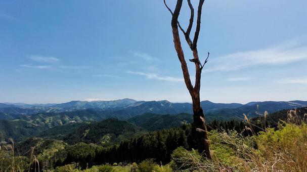 山々を見下ろす木の写真