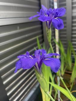 カキツバタ カキツバタの写真