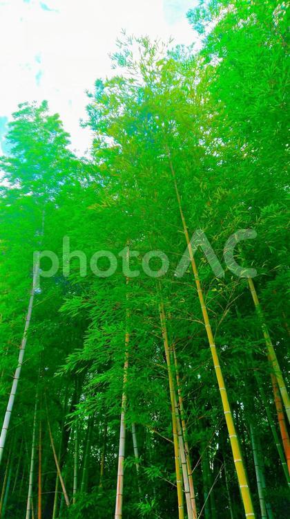 植物／景色（スマホ撮影） 竹,竹林,竹やぶの写真素材