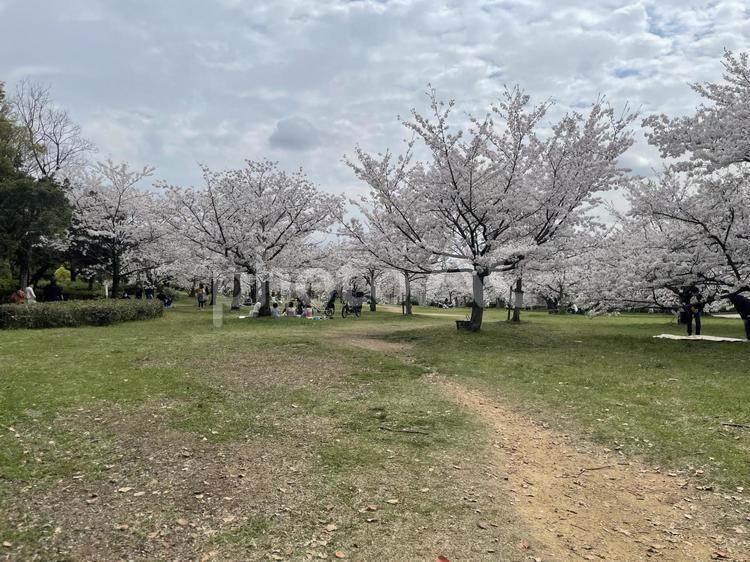 桜の咲く公園 桜,公園,満開の写真素材