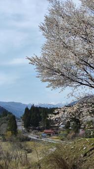 根尾谷淡墨桜 根尾谷淡墨桜 根尾谷淡墨桜,桜,春の写真素材