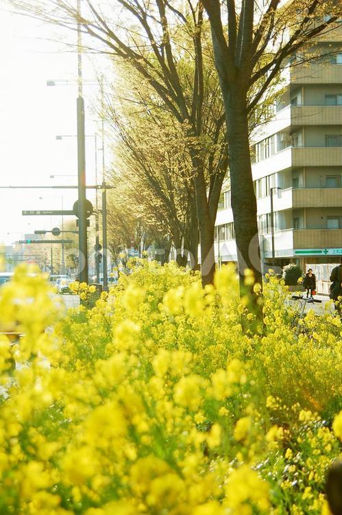 菜の花　満開　春の新生活 花,植物の写真素材