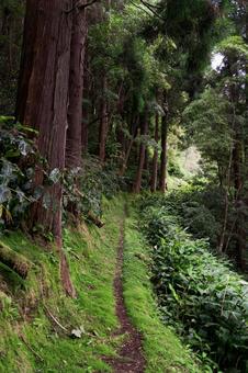 緑に覆われた小道 植物,プラント,野草の写真素材