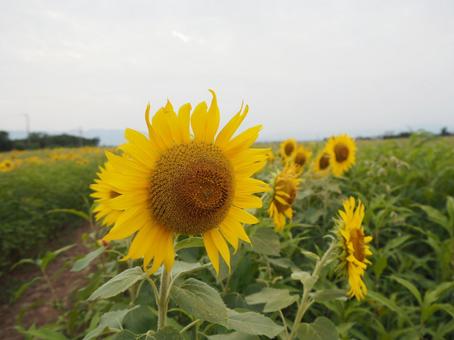 ひまわり畑 ひまわり畑 ひまわり,花畑,夏の写真素材