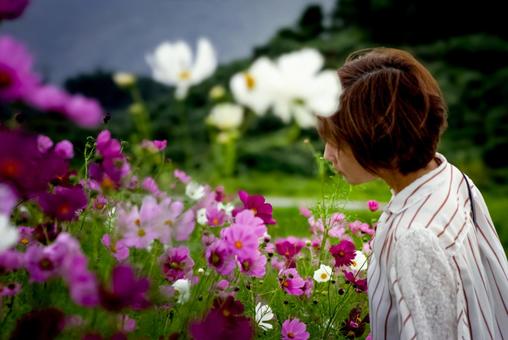 ＜素材＞満開のコスモス畑と女の子 女性,コスモス,コスモス畑の写真素材