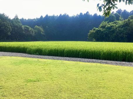 穏やかな緑豊かな風景(背景素材) 穏やかな緑豊かな風景(背景素材) 背景素材,リラックス,自然の写真素材