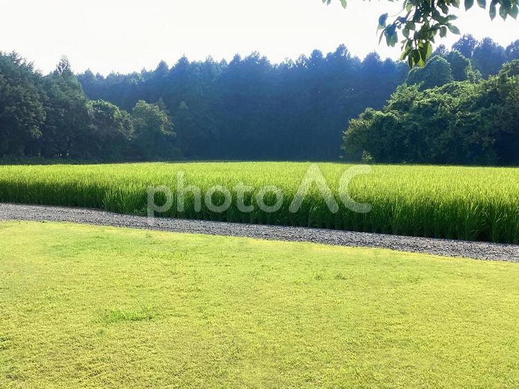 穏やかな緑豊かな風景（背景素材） 背景素材,リラックス,自然の写真素材