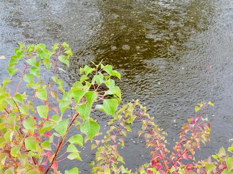雨の日の秋の紅葉と水辺 秋,葉っぱ,紅葉の写真素材
