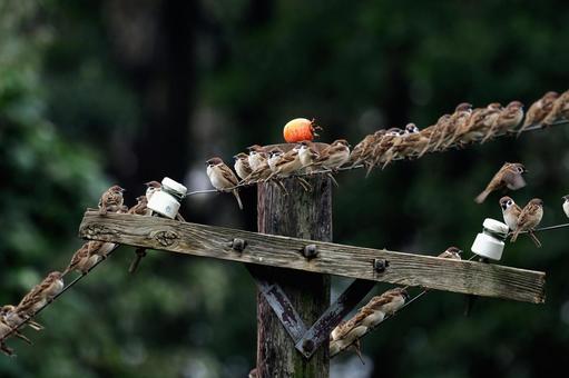 電柱にスズメ スズメ,小鳥,群れの写真素材