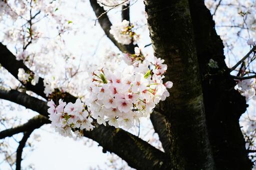 桜 桜の写真