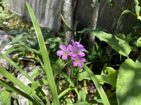 野草 野草の写真