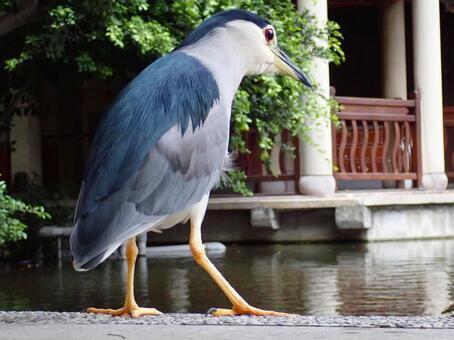 ゴイサギ4 ゴイサギ,五位鷺,野鳥の写真素材