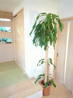 大型観葉植物ドラセナマッサンゲアナ10号 大型観葉植物,観葉植物,ドラセナマッサンゲアナの写真素材