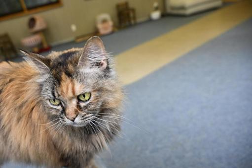 ねこちゃん ねこ,生き物,ふわふわの写真素材