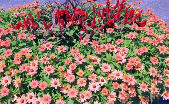 ピンク~橙系ジニアの花と赤いケイトウ ピンク~橙系ジニアの花と赤いケイトウ ジニア,百日草,花の写真素材