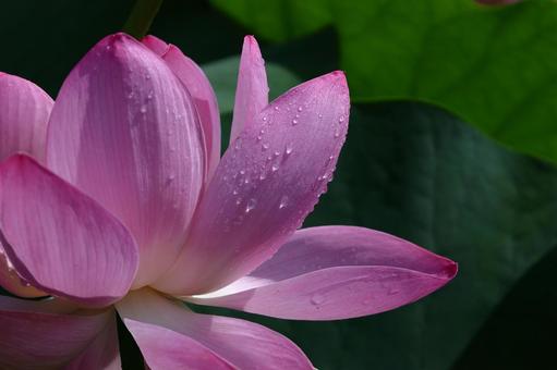 神聖な花 神聖な花 ハス,花,ハス科の植物の写真素材