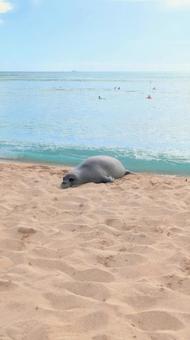 ハワイ5 ハワイ5 ハワイ,ホノルル,バカンスの写真素材