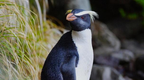 立派な眉毛のフィヨルドランドペンギン 立派な眉毛のフィヨルドランドペンギンの写真
