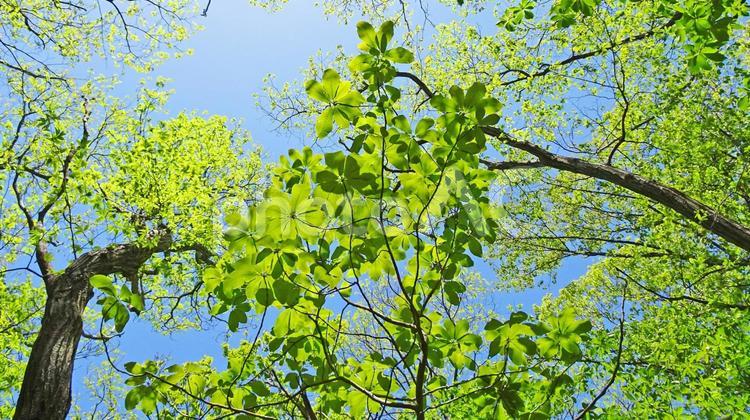 樹木と空 新緑,木漏れ日,青空の写真素材