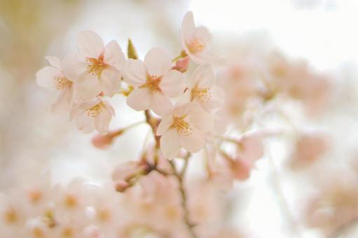 桜咲く 桜咲くの写真