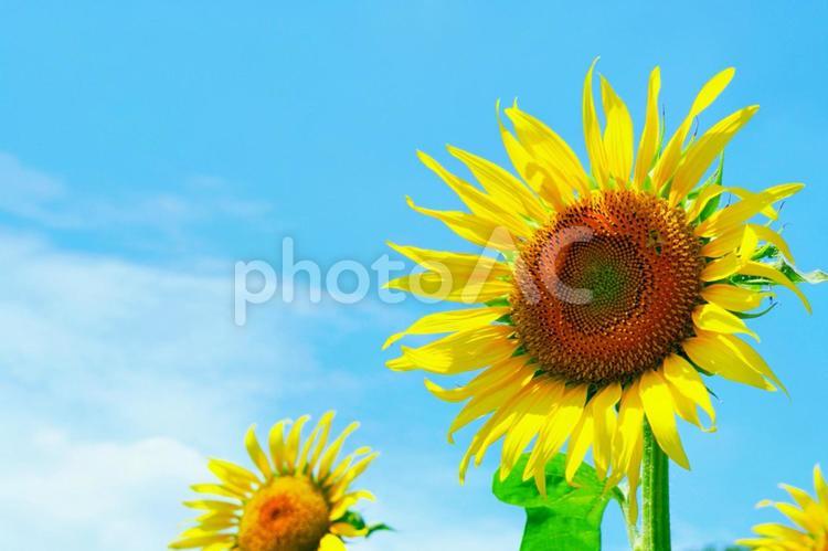 ひまわりのアップと青空（２） ひまわり,向日葵,夏の写真素材